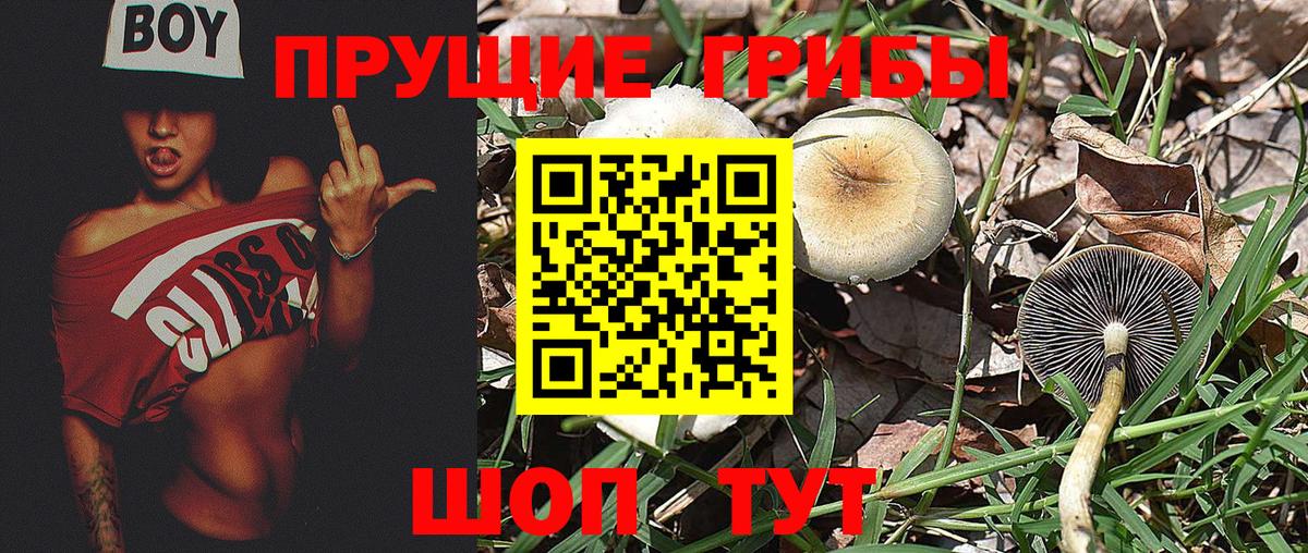 Галлюциногенные грибы Psilocybe Хасавюрт
